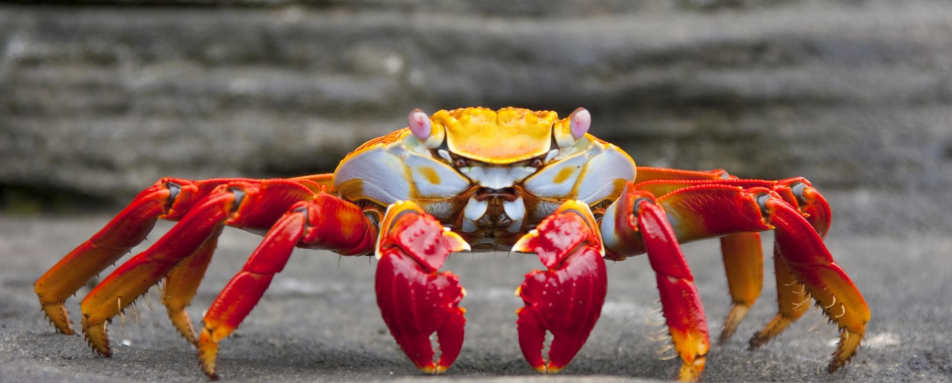 Sally lightfoot crab - Ocean Spray