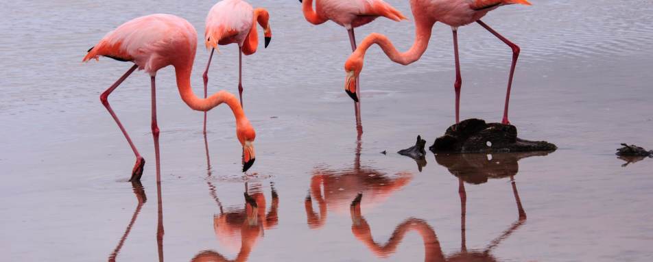 Flamingos - Ocean Spray