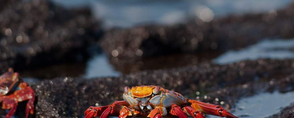 Red rock crab - M/V Origin Galapagos