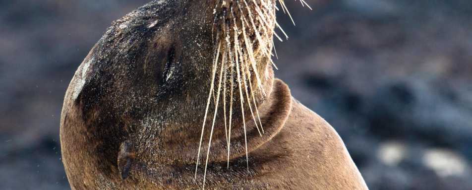 Sea lion  - M/V Origin Galapagos