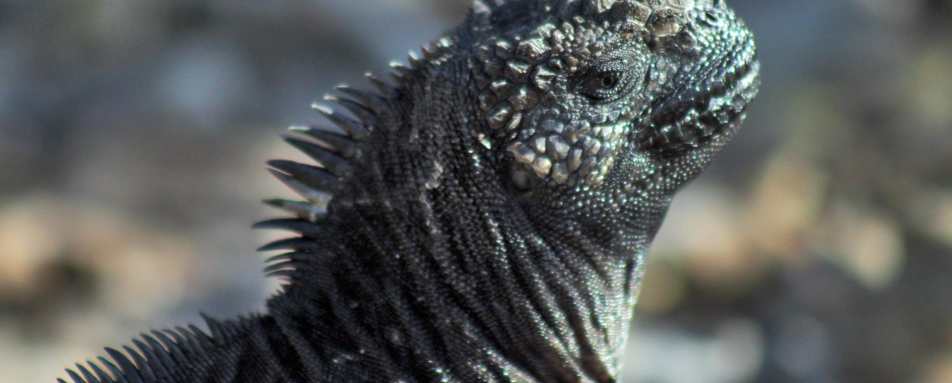 Marine Iguana  - M/V Origin Galapagos