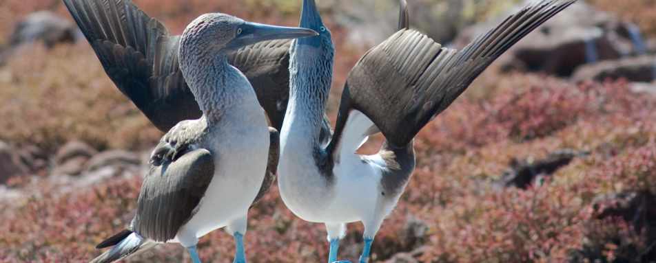 Blue footed boobies  - M/V Origin Galapagos
