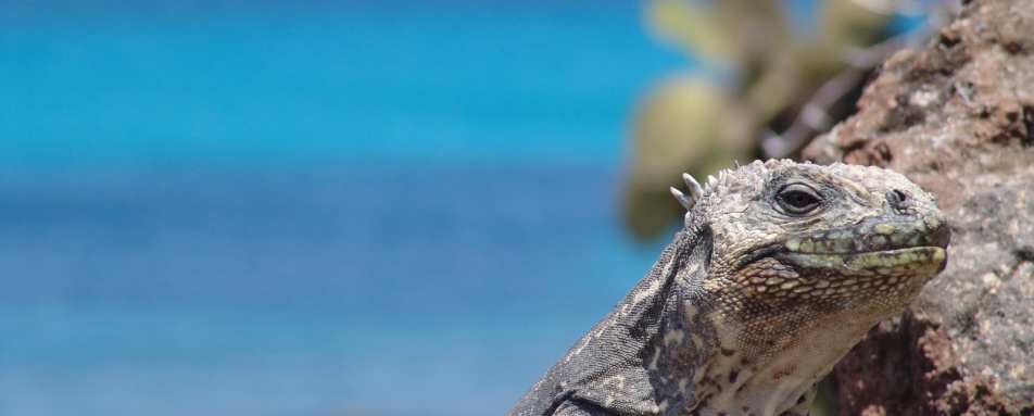 Iguana - Pikaia Lodge