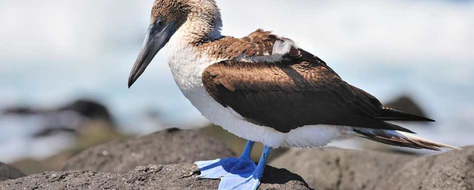 Blue footed booby - Pikaia Lodge