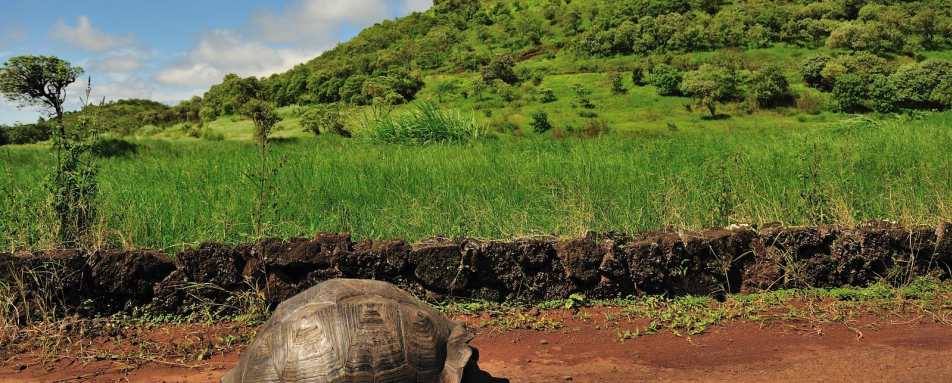 Giant tortoise - Pikaia Lodge