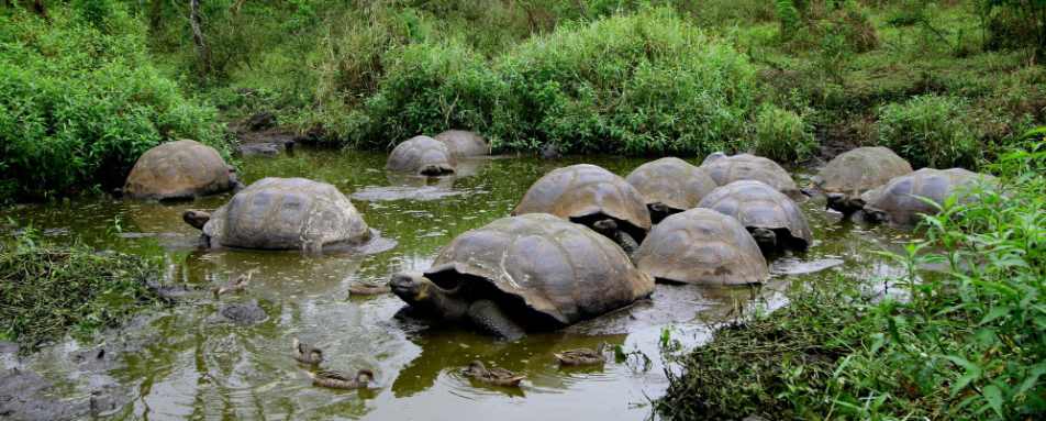 Tortoises - Pikaia Lodge