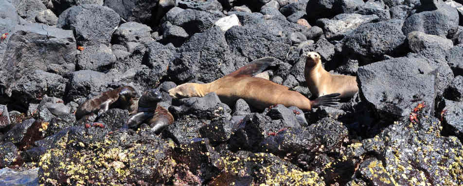 Sea lions - Pikaia Lodge