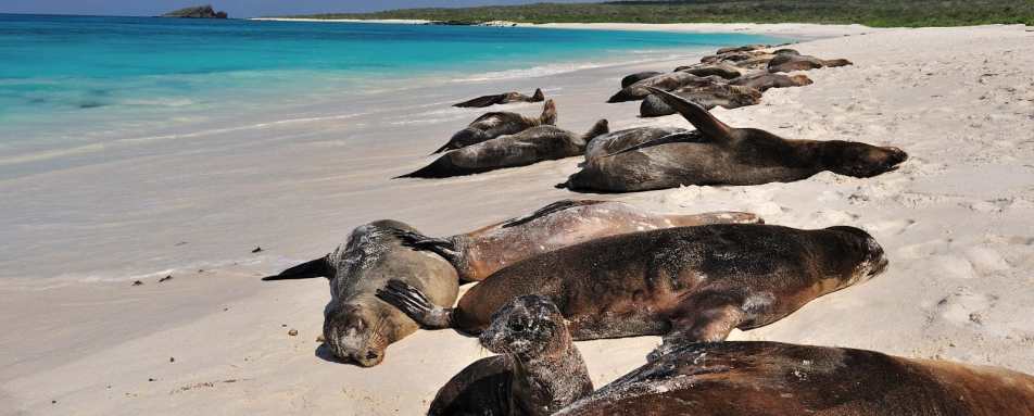 Sleeping sea lions - Pikaia Lodge