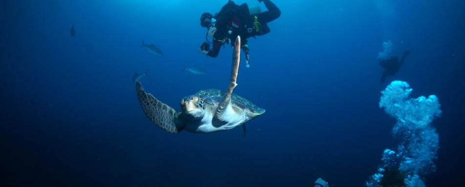 Diving - Pikaia Lodge