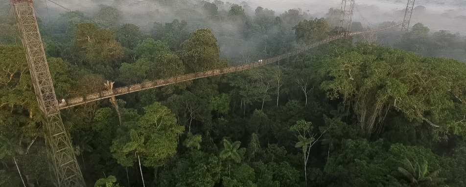 Canopy Walkway 