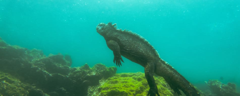 Swimming Iguana 