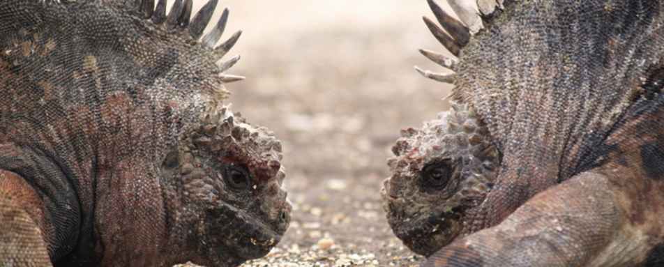 Galapagos iguanas - Finch Bay Hotel