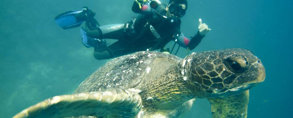 Diving with sea turtles