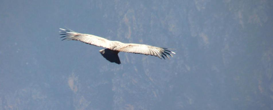 Birding at Hacienda Zuleta