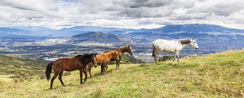 Horse riding at Hacienda Zuleta