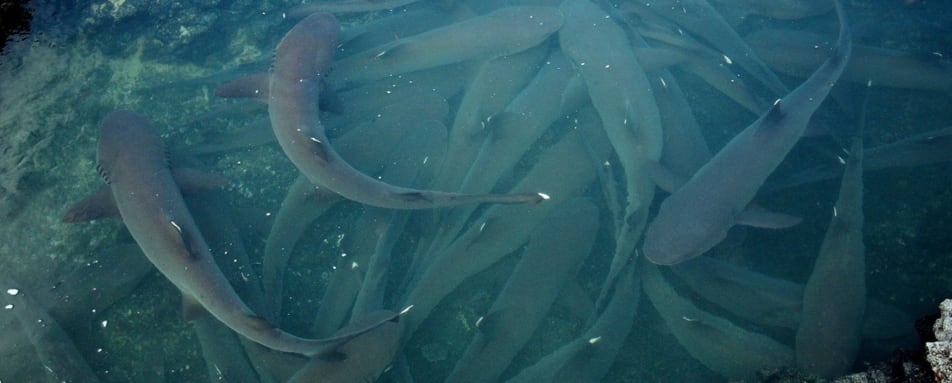 Las Tintoreras Snorkelling Tour