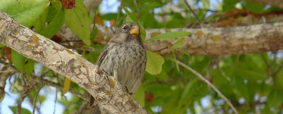 Insight from our guide in the Galapagos