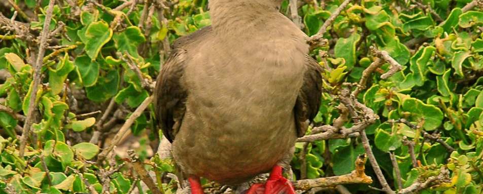 Ecuador and Galapagos with Kids 
