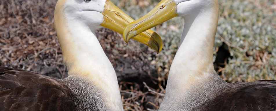 Ecuador and Galapagos with Kids 