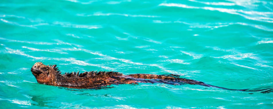 Ecuador and Galapagos with Kids 