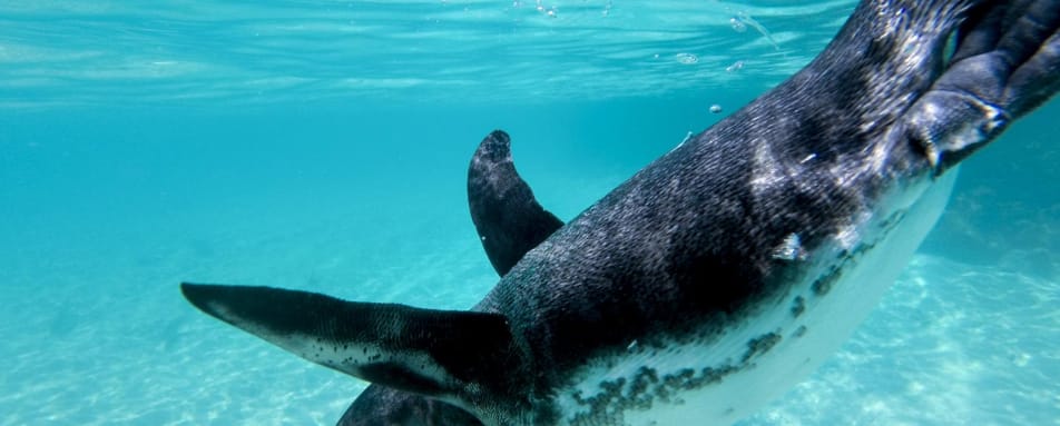 Ecuador and Galapagos with Kids 