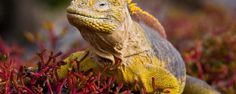 Ecuador and Galapagos with Kids 