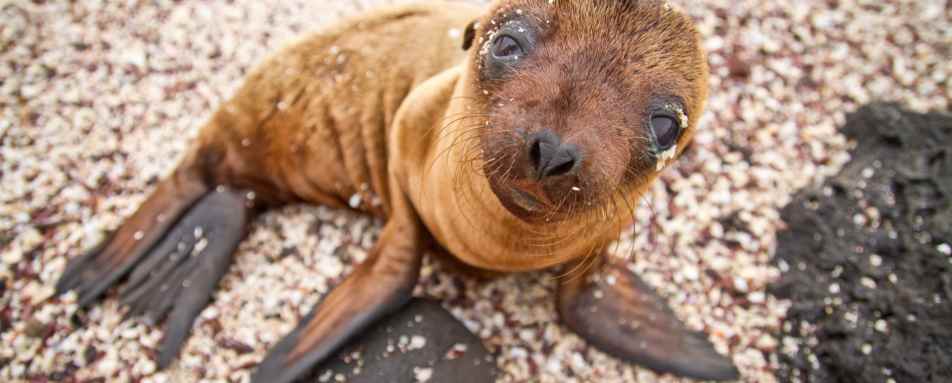Ecuador and Galapagos with Kids 