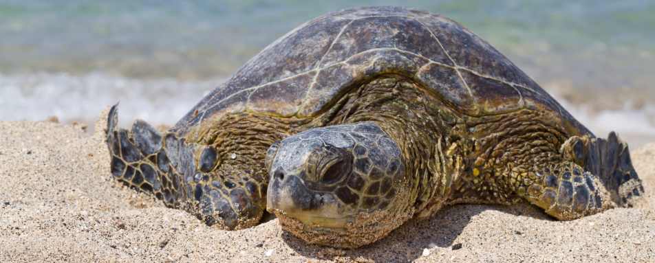Ecuador and Galapagos with Kids 