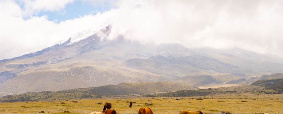 Wild horses  - Ecuador In Depth