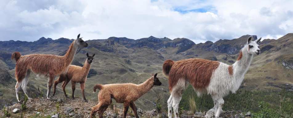 Llamas - Ecuador In Depth