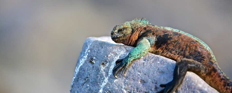 Marine Iguana 
