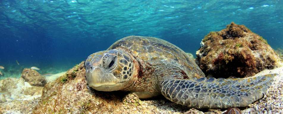 Sea turtle - Natural Wonders of Ecuador 