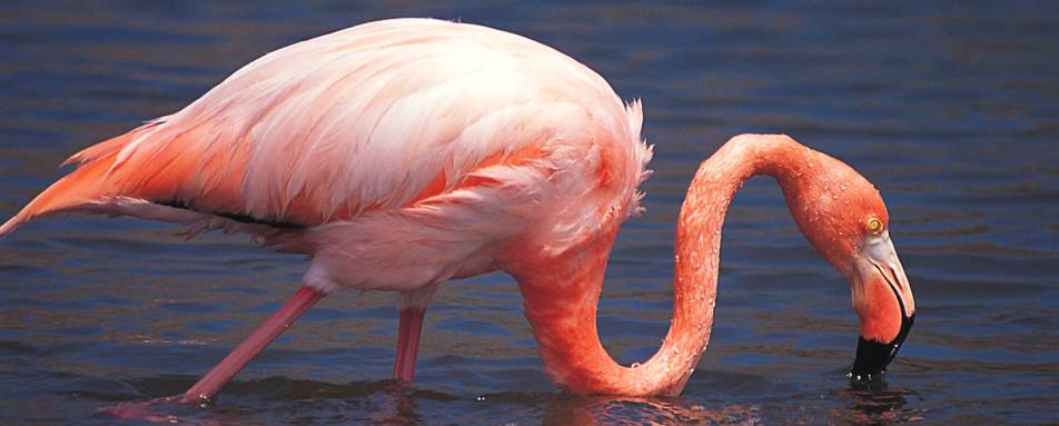 Flamingo - Natural Wonders of Ecuador 