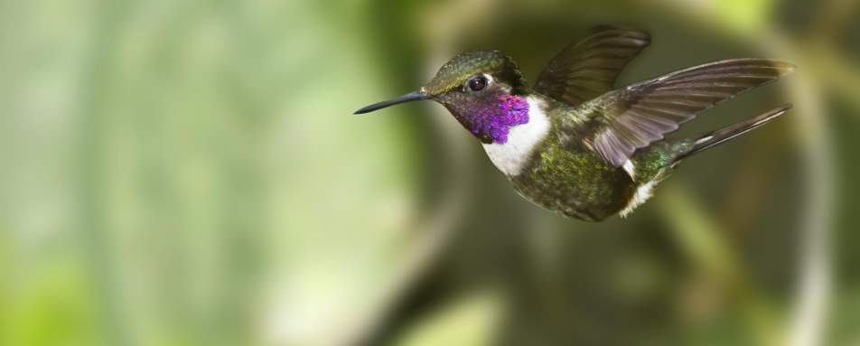 Hummingbird  - Natural Wonders of Ecuador
