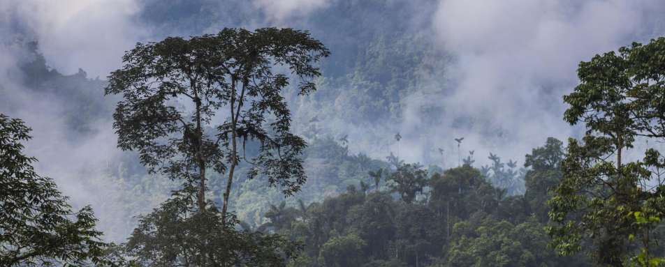 Cloudforest - Natural Wonders of Ecuador 