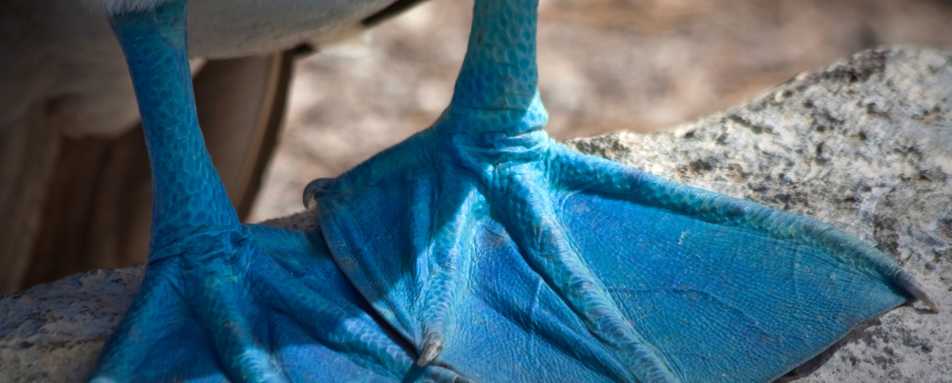 Blue footed Booby - Ecuador and Galapagos Honeymoon