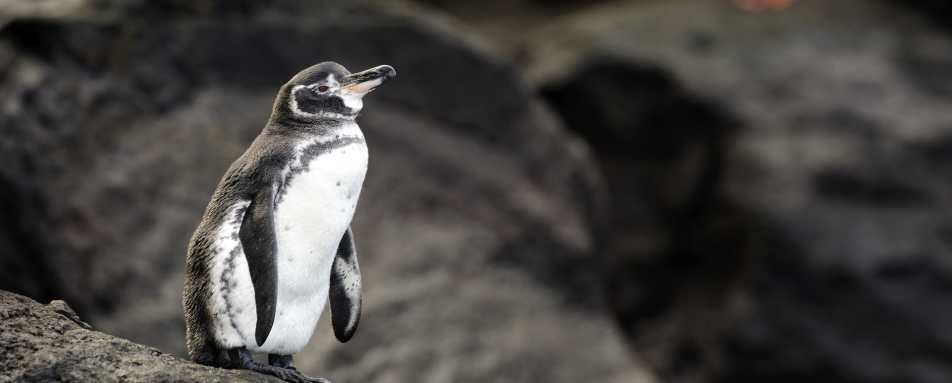 Ultimate Peru and Galapagos 