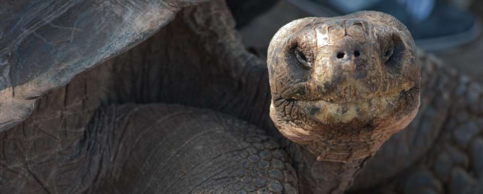Tortoise in the Galapagos - Luxury Ecuador & Galapagos for the Family