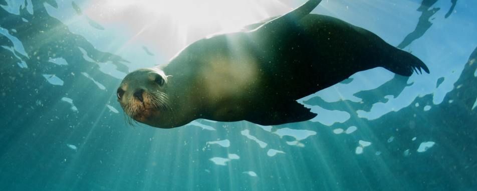 Sea lion - Family Ecuador & Galapagos Islands Adventure
