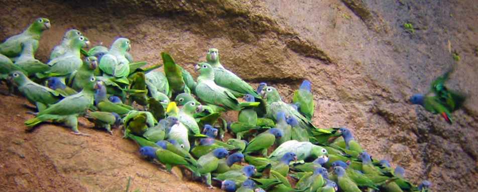 Parrot clay lick - Family Ecuador & Galapagos Islands Adventure