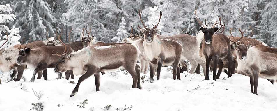 Scandinavia and Nordic Countries Guide