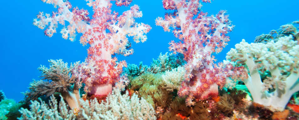 Top 5 dive destinations in Fiji