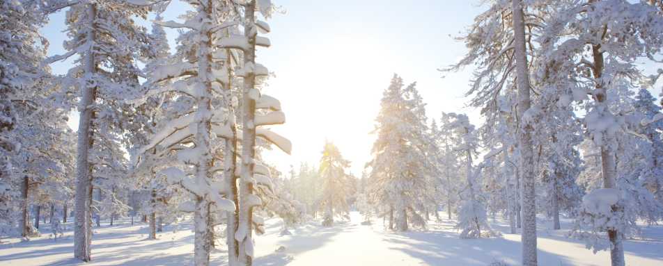 Forest - Arctic Treehouse Hotel