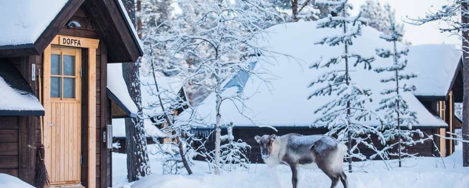 Reindeer by the cabin 