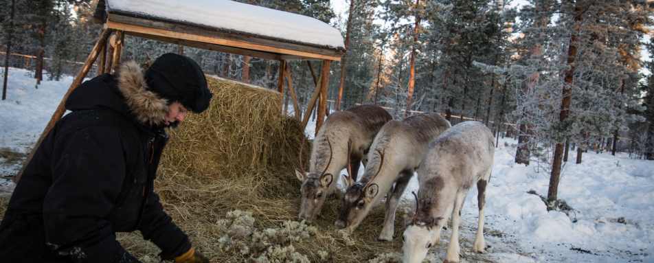 Reindeer feeding 