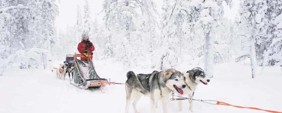 Huskies - A magical trip to visit Father Christmas