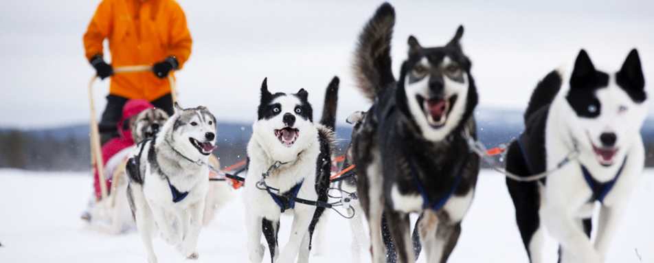 Husky sledding - Simply Finnish Lapland