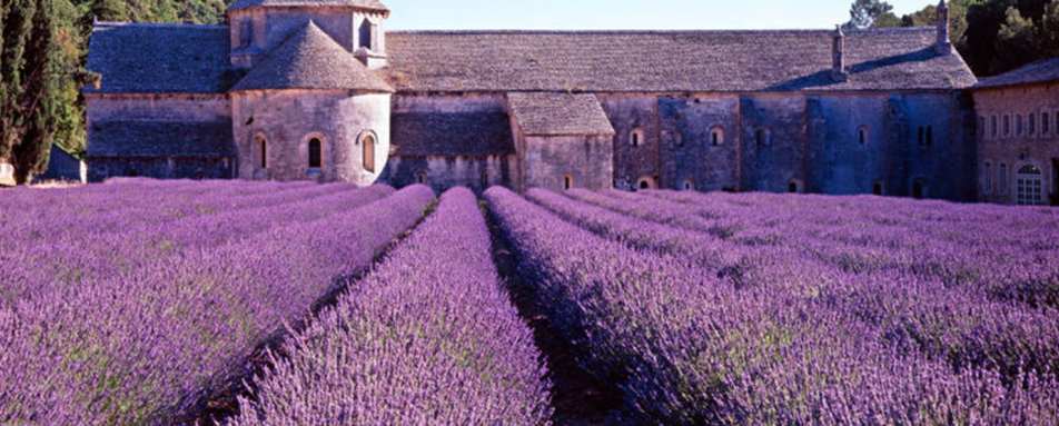 Lavender Fields - Terre Blanche Hotel Spa Golf Resort