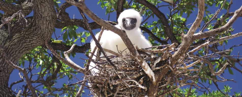 Wildlife - The Brando Private Island