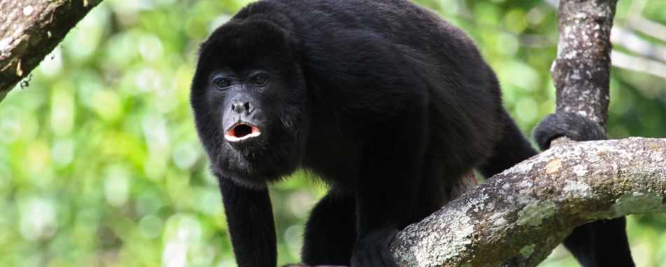 Howler Monkey - Las Lagunas